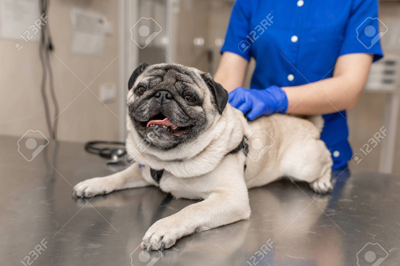 pug veterinarian near me