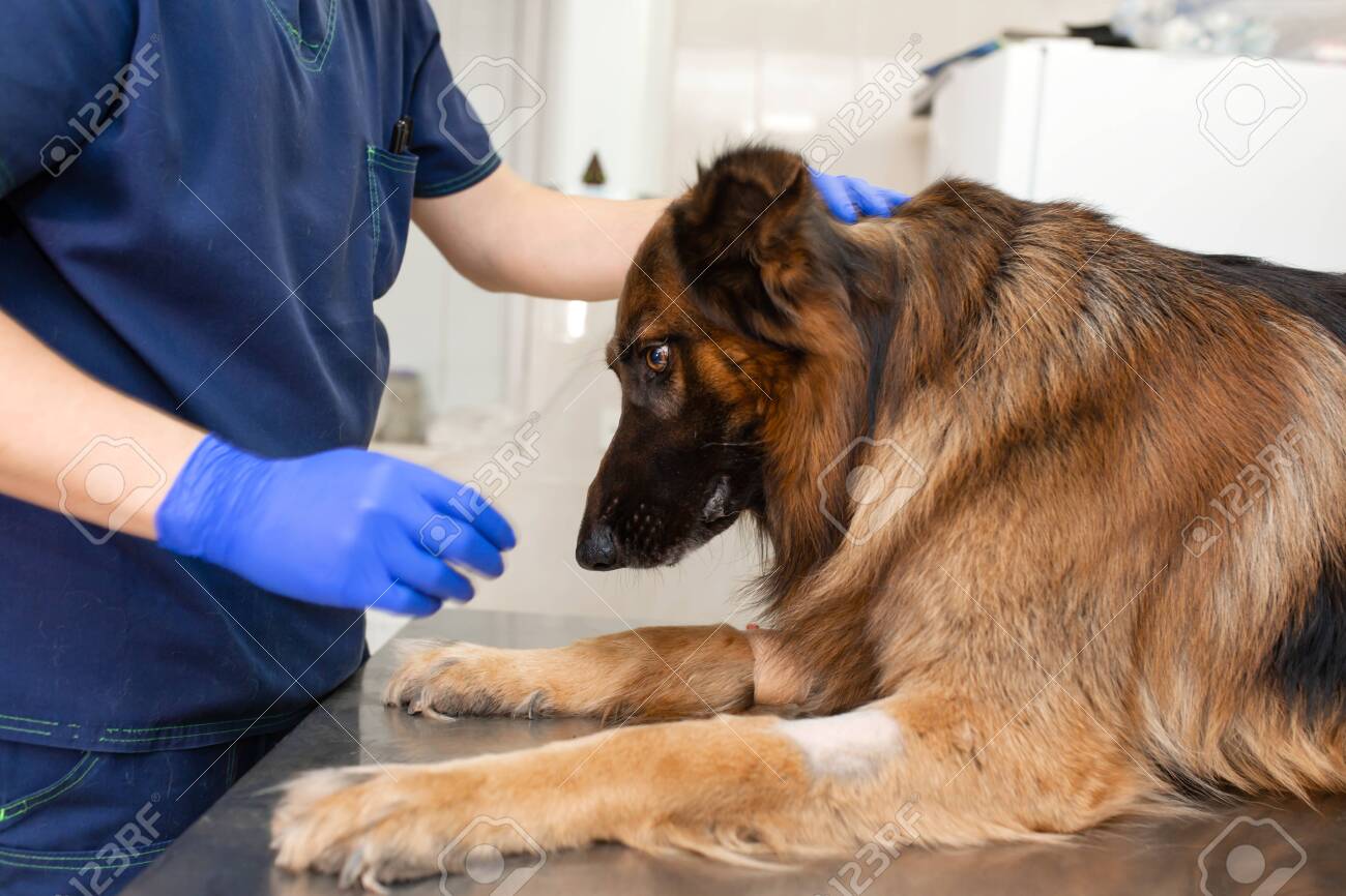 german shepherd doctor