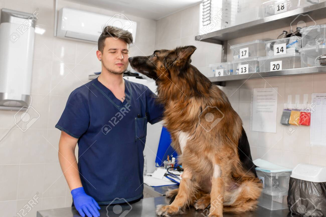 german shepherd doctor