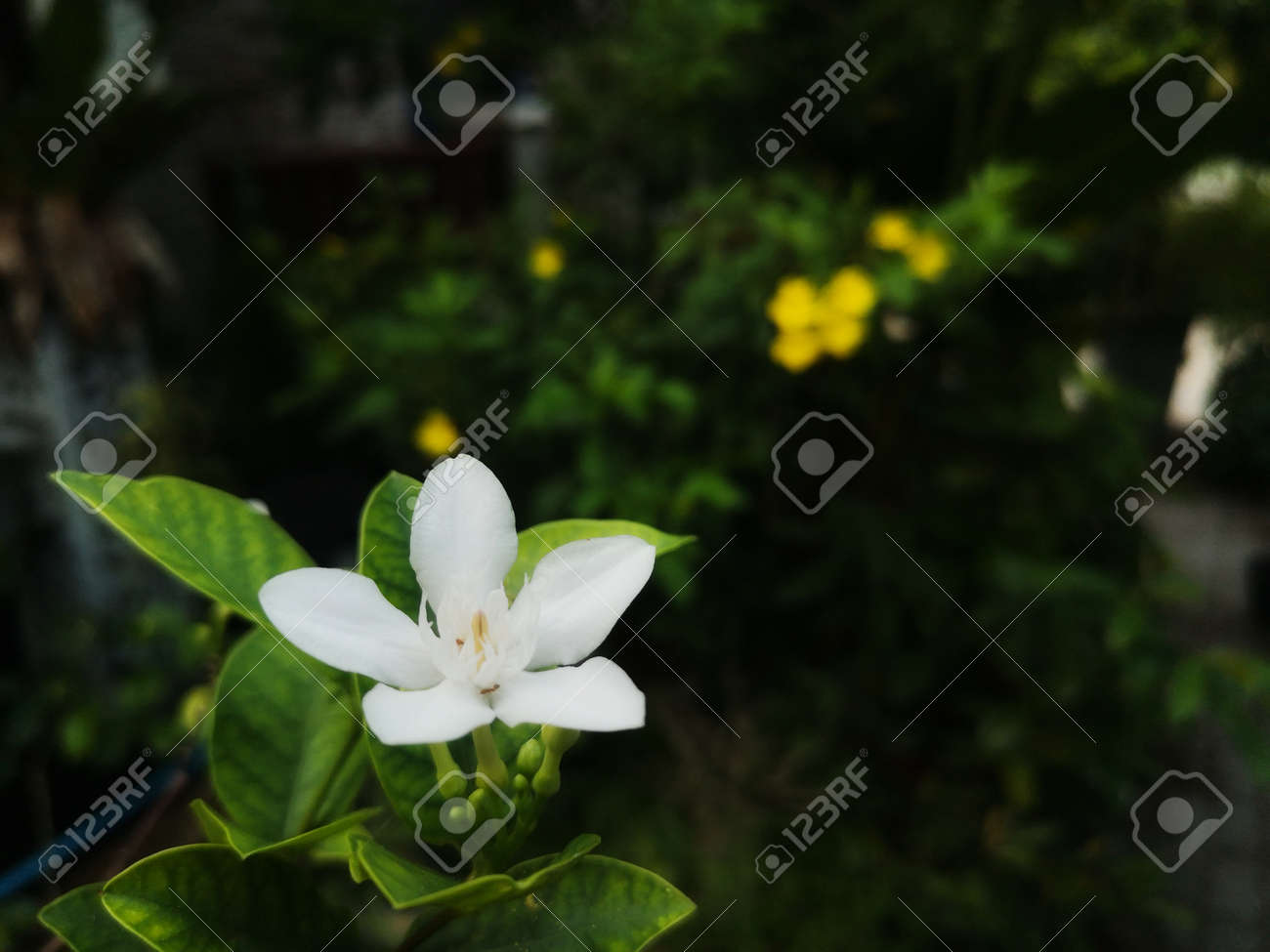 etiam-dictum-ipsum-a-felis