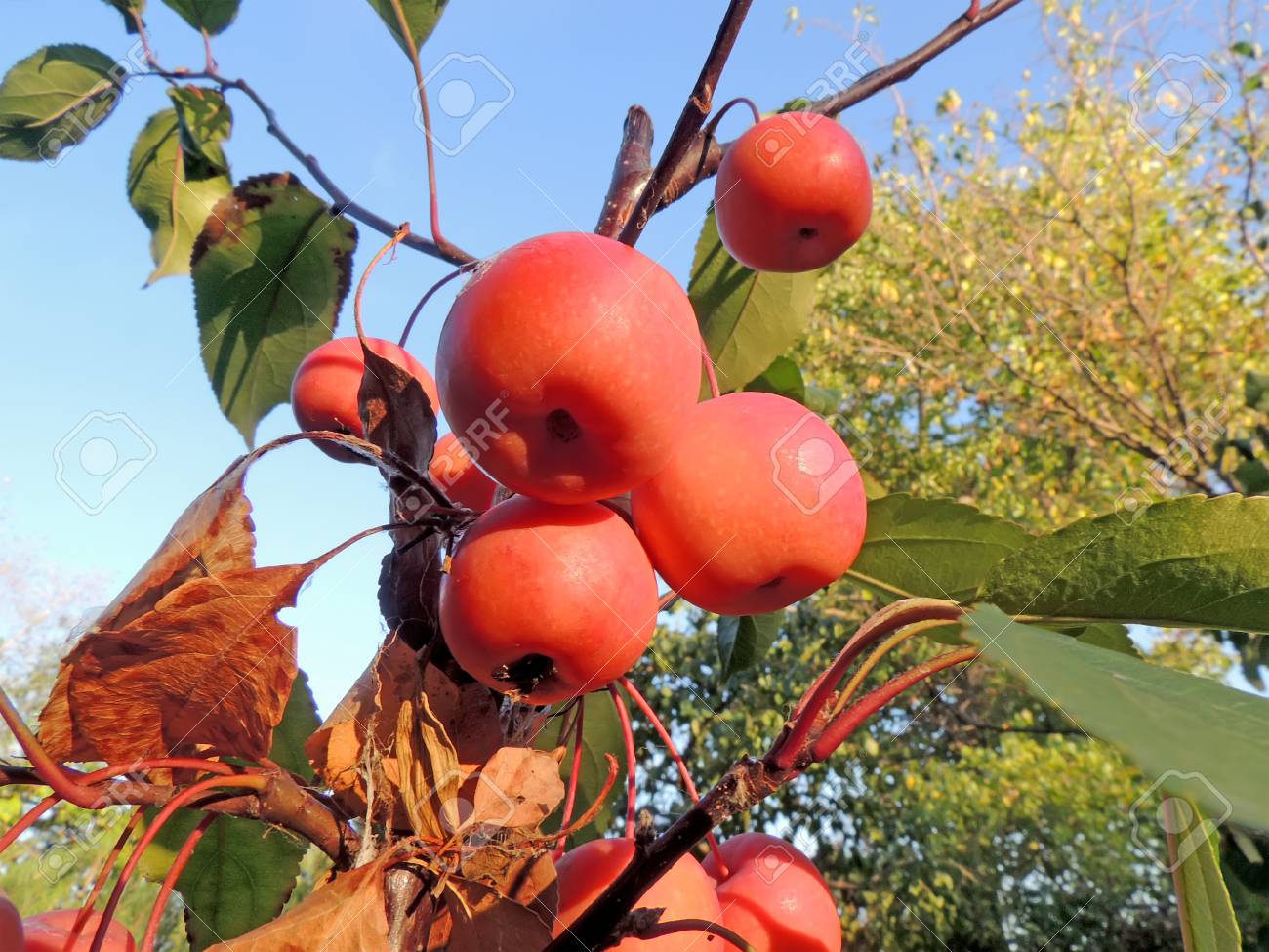 クラブアップル ツリー または Plumleaf のリンゴ 梅 Leaved アップルまたはナシ葉クラブアップル または中国のリンゴまたは中国クラブアップルまたはマルス シジミバナ 枝に掛かっているの果物 の写真素材 画像素材 Image クラブアップル ツリー または Plumleaf のリンゴ 梅 Leaved アップルまたはナシ葉クラブアップル または中国のリンゴまたは中国クラブアップルまたはマルス シジミバナ 枝に掛かっているの果物 の写真素材 画像素材 Image