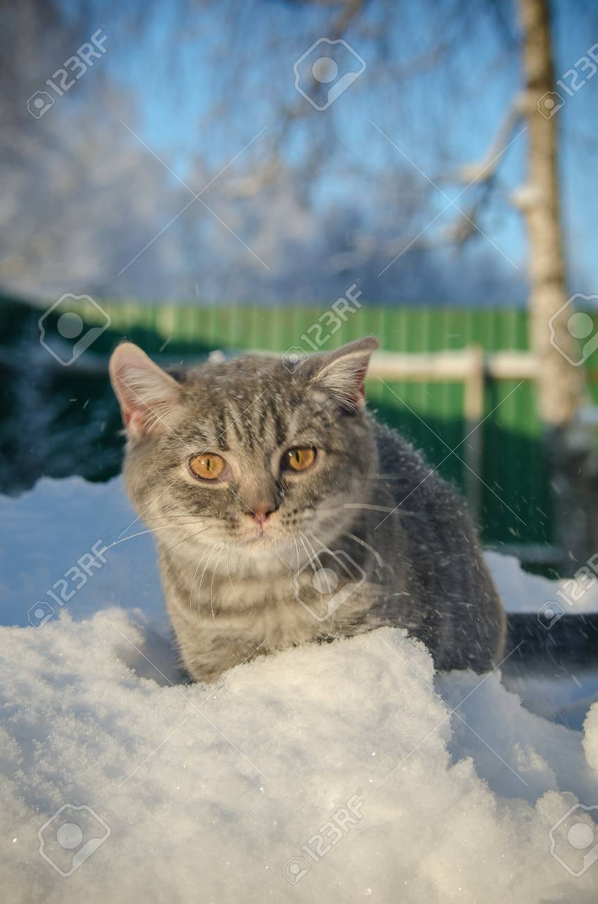 Immagini Stock Gatto Nella Neve è Sul Cumulo Di Neve Image 53050731