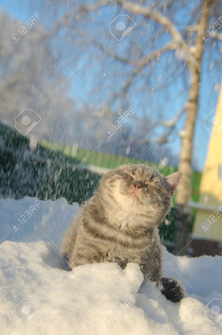 Immagini Stock Gatto Nella Neve è Sul Cumulo Di Neve Image 53055202