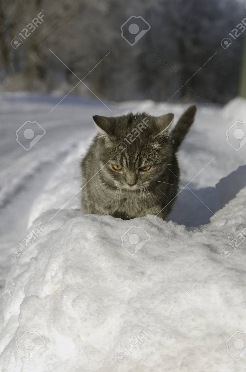 Immagini Stock Gatto Nella Neve è Sul Cumulo Di Neve Image 53055206