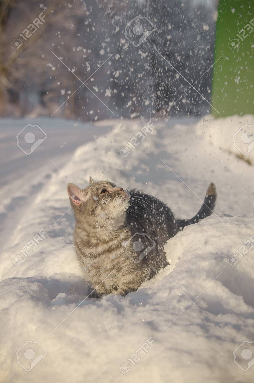 Immagini Stock Gatto Nella Neve è Sul Cumulo Di Neve Image 53055244