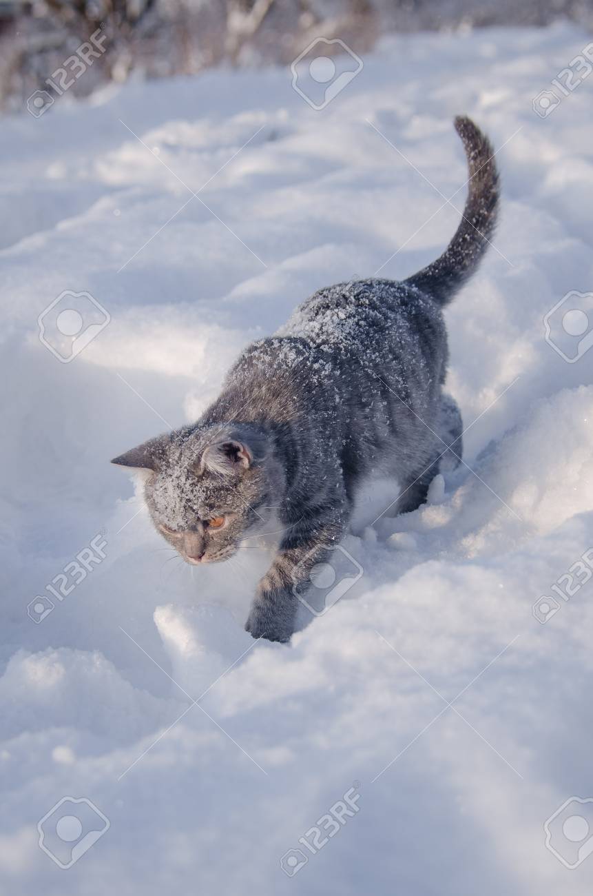 Immagini Stock Gatto Nella Neve è Sul Cumulo Di Neve Image 53055263