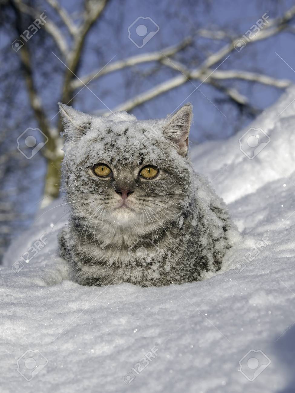 Immagini Stock Gatto Nella Neve è Sul Cumulo Di Neve Image 53055306