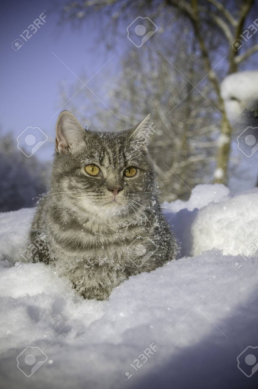 Immagini Stock Gatto Nella Neve è Sul Cumulo Di Neve Image 53055307