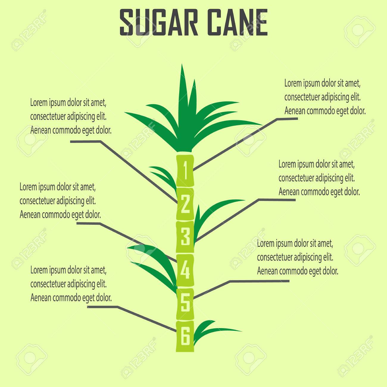 Sugar Cane Stock Vector Sugar Cane Stock Vector