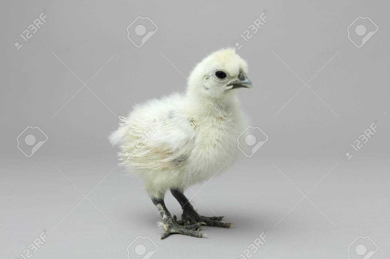 白烏骨鶏、ひよこ、若い鳥で、の写真素材・画像素材 Image 85468821