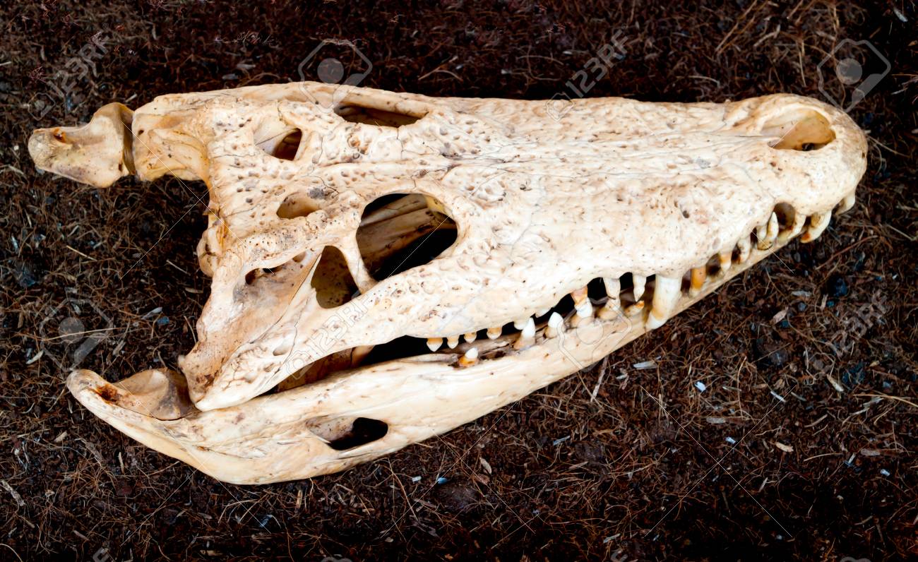 Crocodile Skull, Placed On The Ground. Stock Photo, Picture and Royalty  Free Image. Image 43438817., image size:1300x796