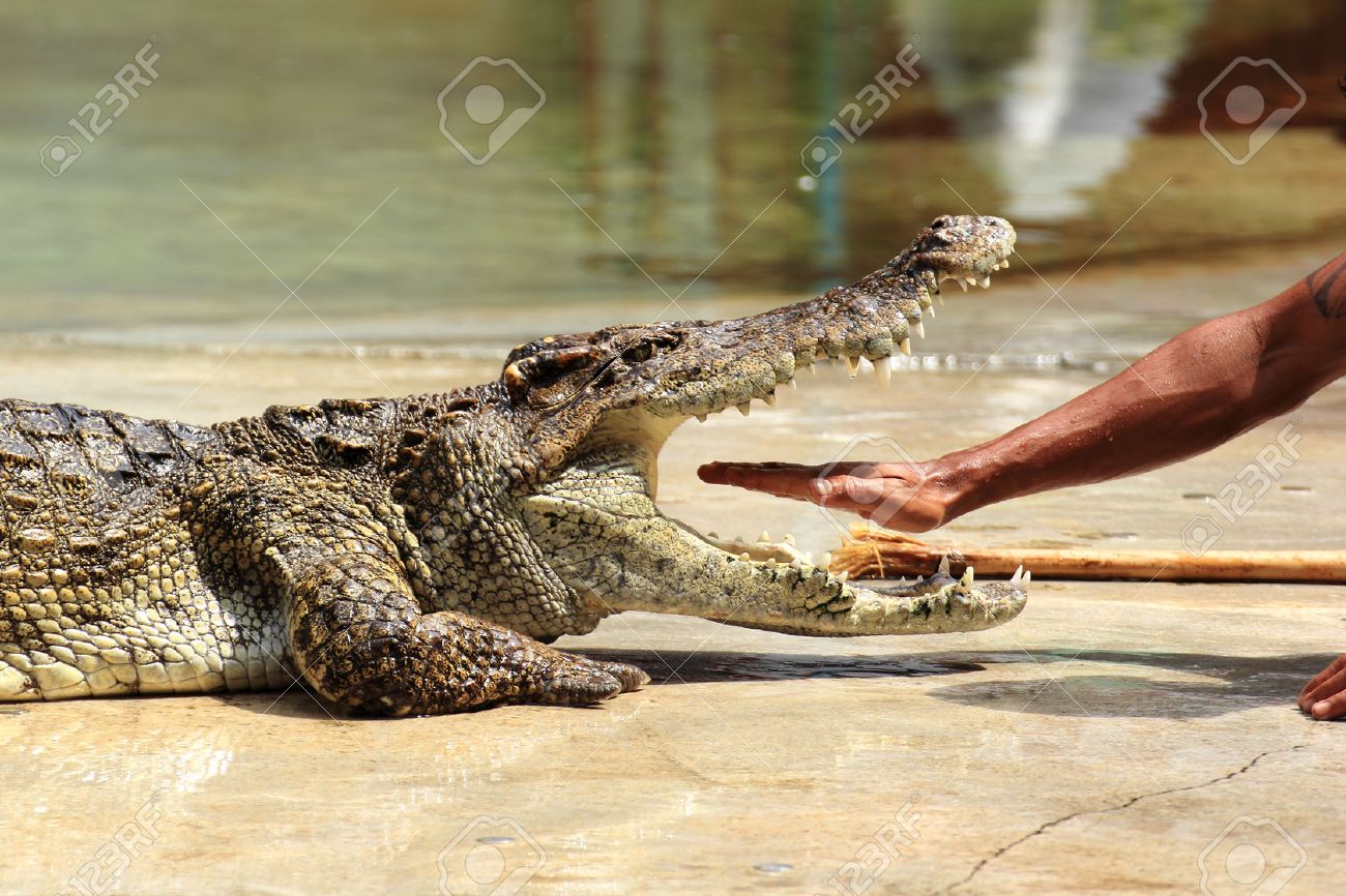 伝統的なタイのワニのショーのため トレーナーは ワニの顎に手を置いた の写真素材 画像素材 Image