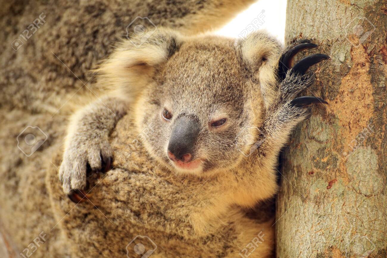 木の上のかわいいコアラを閉じる の写真素材 画像素材 Image