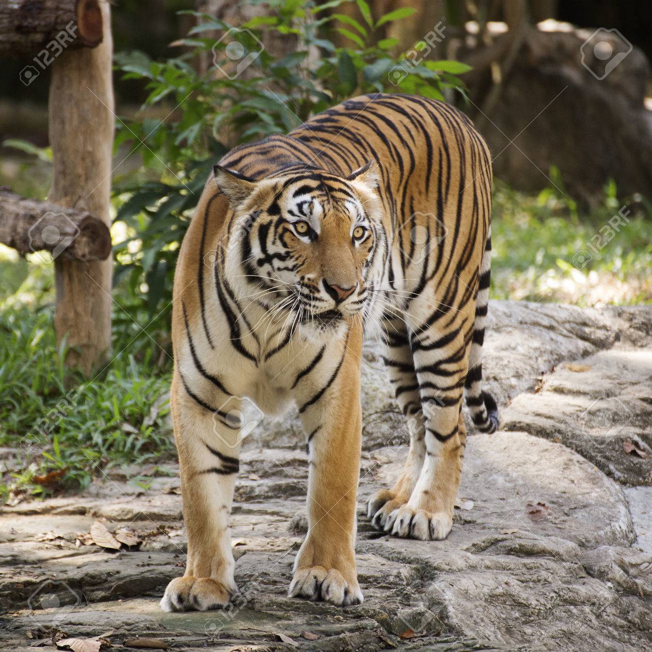 タイの動物園で歩くベンガルの虎 の写真素材 画像素材 Image