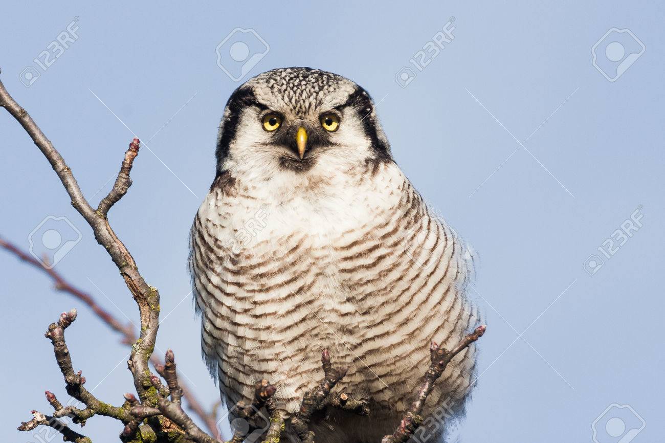 オナガフクロウ Surnia Ulula 枝の上に座って の写真素材 画像素材 Image