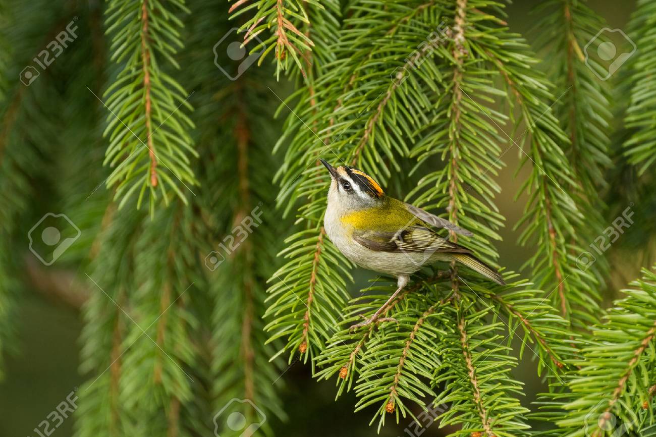 etiam-dictum-ipsum-a-felis