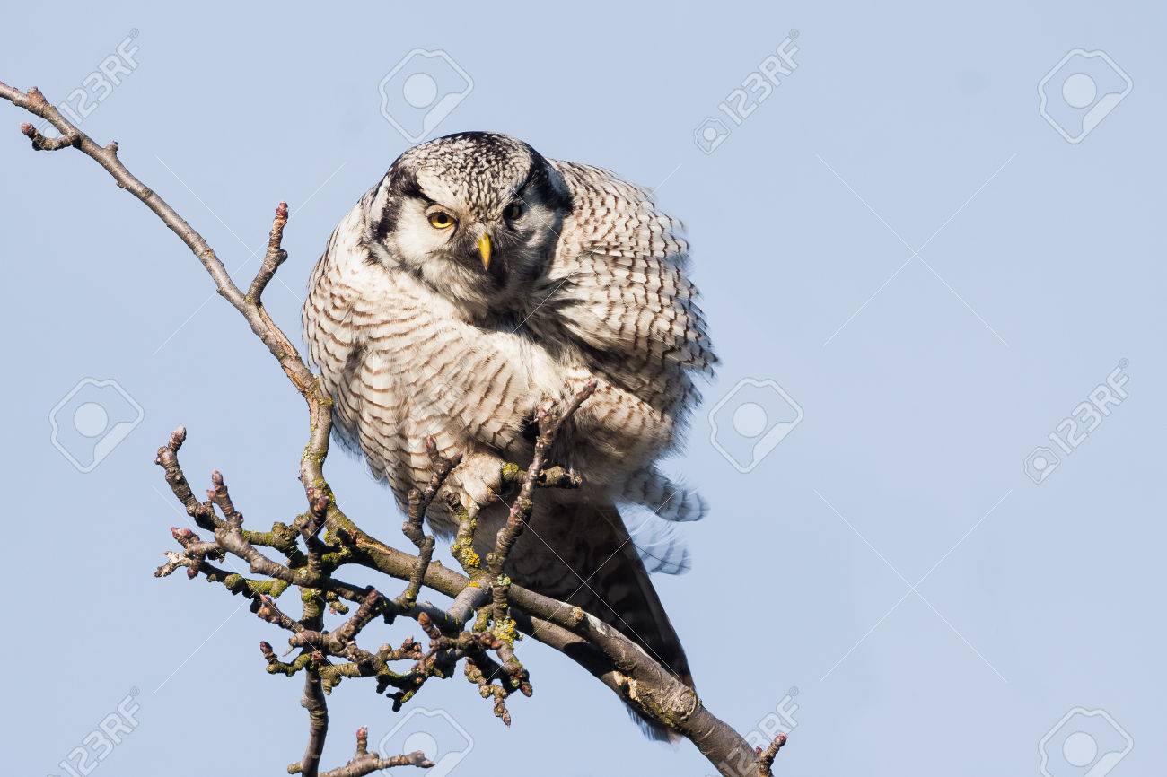 オナガフクロウ Surnia Ulula 枝の上に座って の写真素材 画像素材 Image