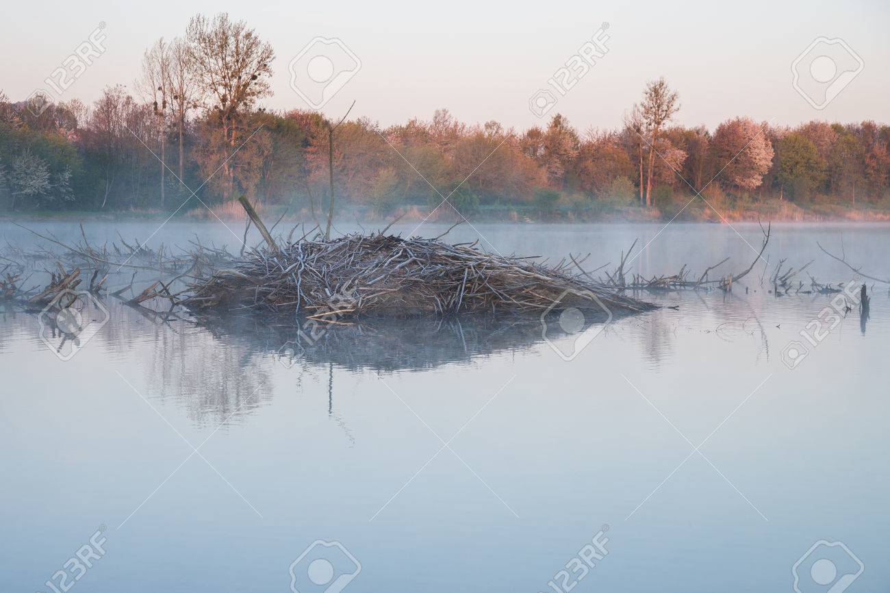 morning mood at a lake with a beaver lodge - 57831360 morning mood at a lake with a beaver lodge - 57831360