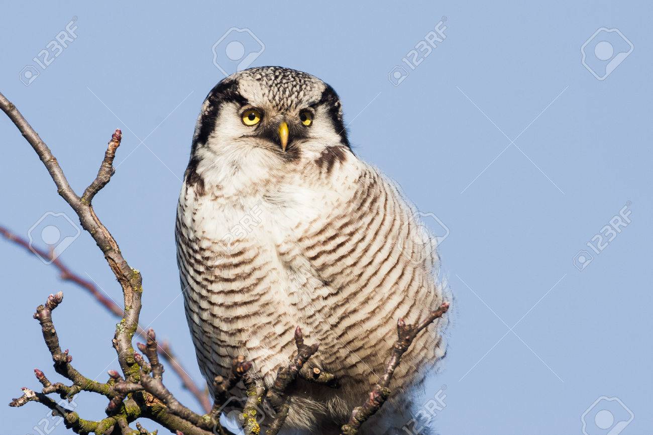 オナガフクロウ Surnia Ulula 枝の上に座って の写真素材 画像素材 Image