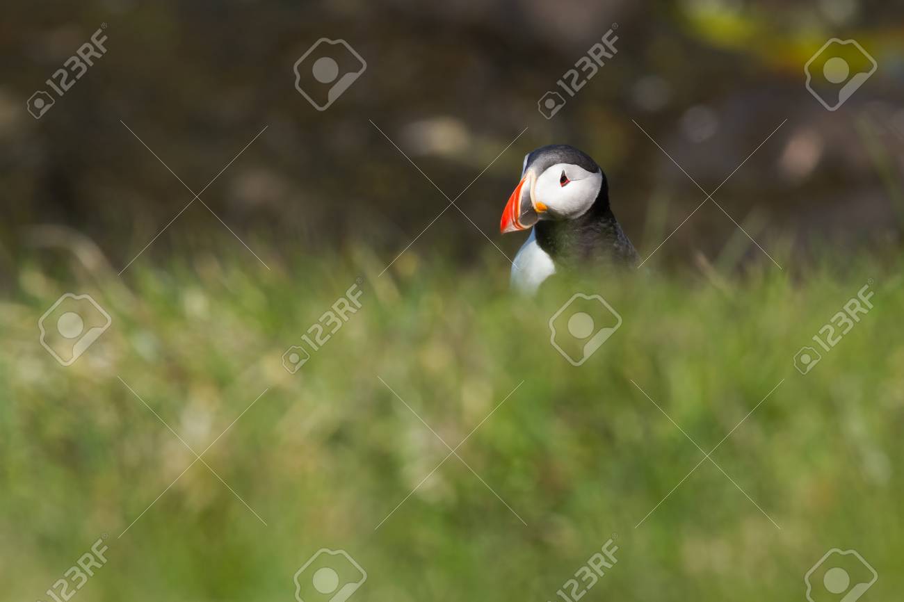 大西洋 Puffin アイスランドの鳥岩の上 の写真素材 画像素材 Image