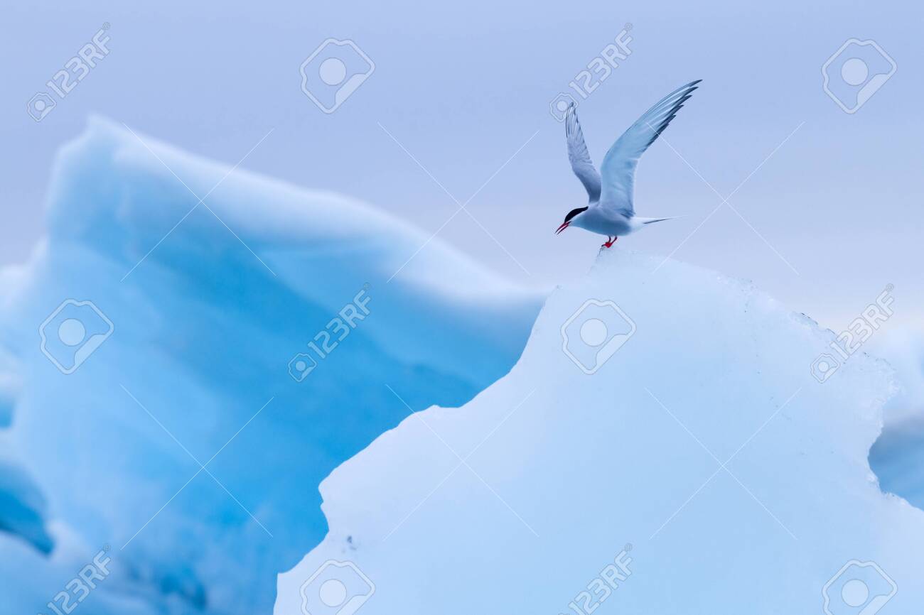 Arctic terns resting on iceberg at Jokulsarlon glacier lake in Iceland - 133091845 Arctic terns resting on iceberg at Jokulsarlon glacier lake in Iceland - 133091845