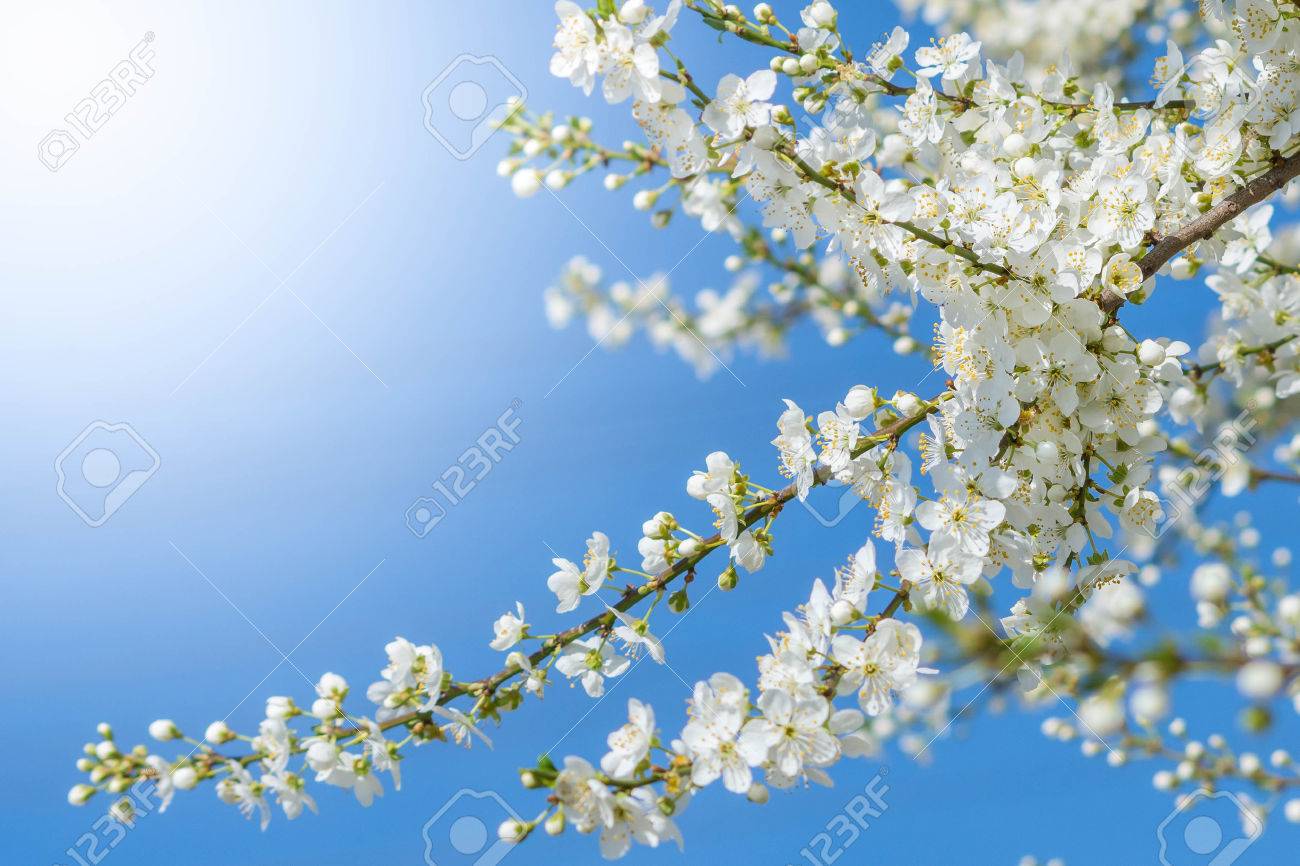 春 背景 イラストやグリーティング カードに使用する印象的な画像 Og 初花 の写真素材 画像素材 Image