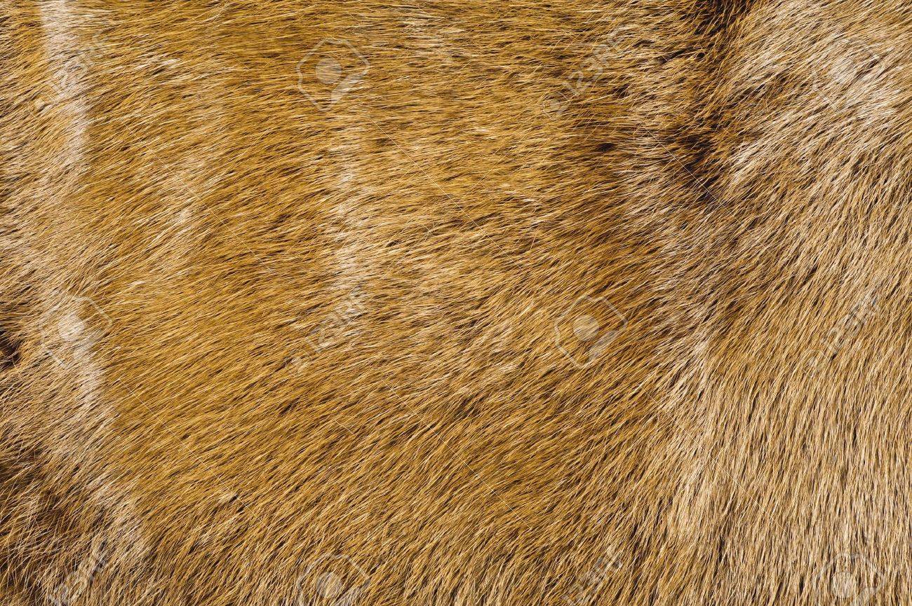 茶色の毛テクスチャ 背景素材のクローズ アップ撮影 の写真素材 画像素材 Image