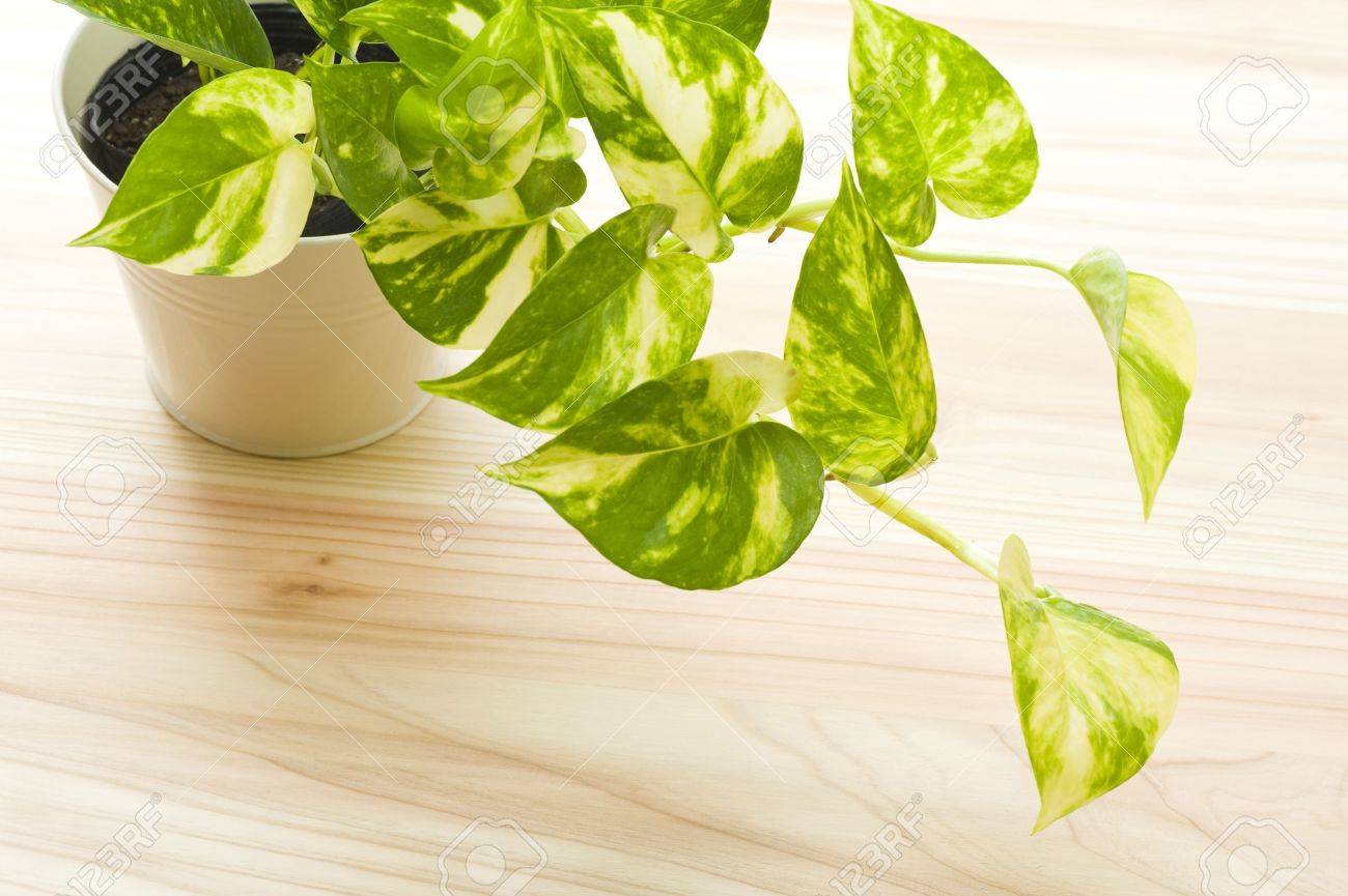 木の床に観葉植物の新鮮なポトス の写真素材 画像素材 Image