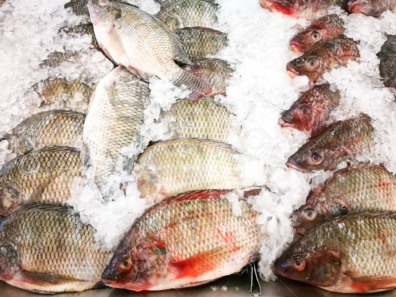 ナイル ティラピア魚新鮮な氷は市場で売る の写真素材 画像素材 Image ナイル ティラピア魚新鮮な氷は市場で売る の写真素材 画像素材 Image