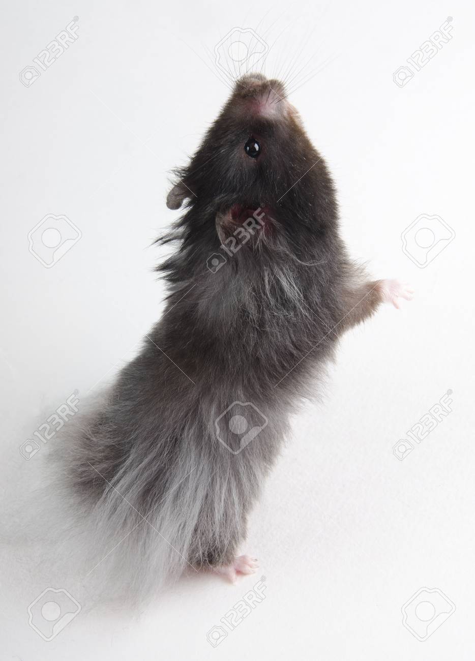 long haired fancy hamster