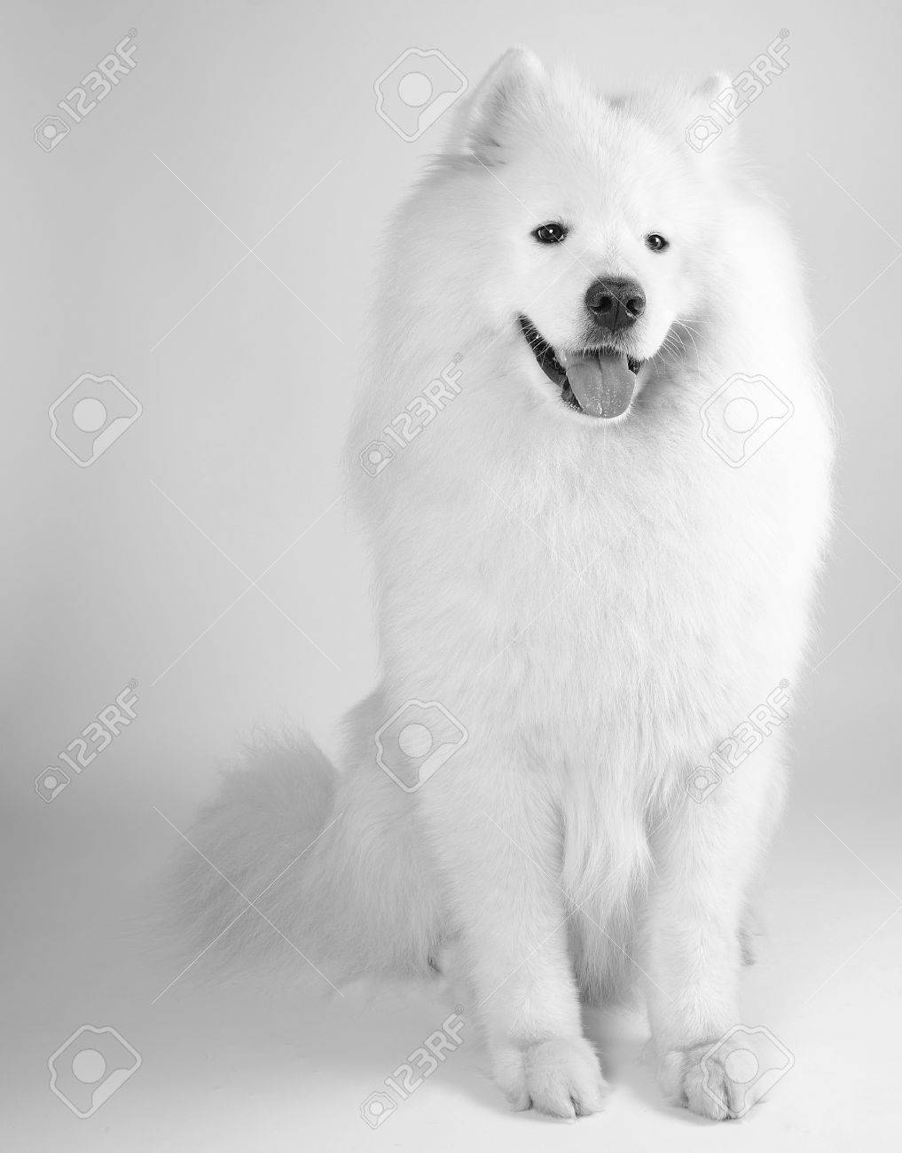 Chien Samoyède En Noir Et Blanc Style Vintage