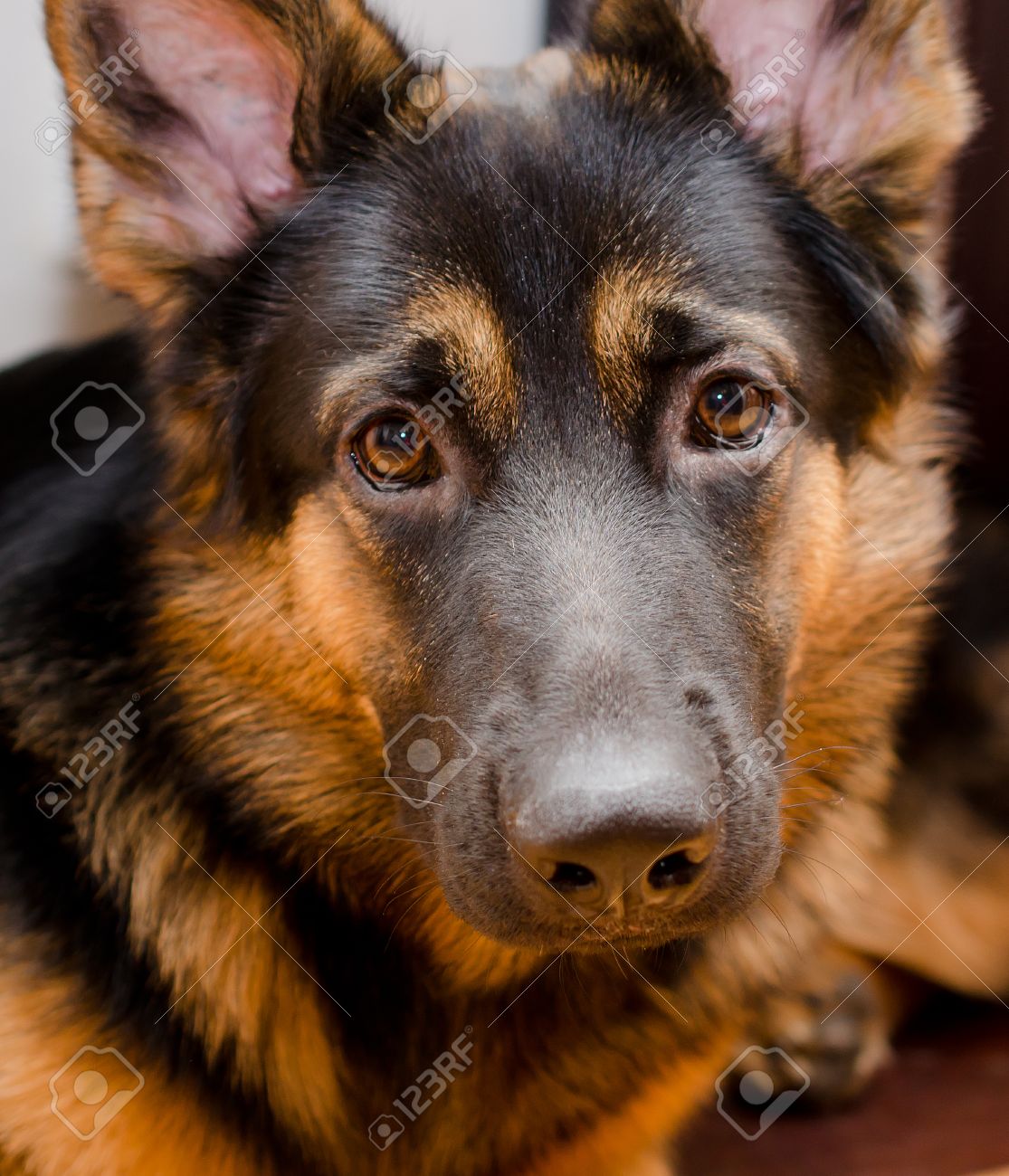German Shepherd Puppy Eyes 2025