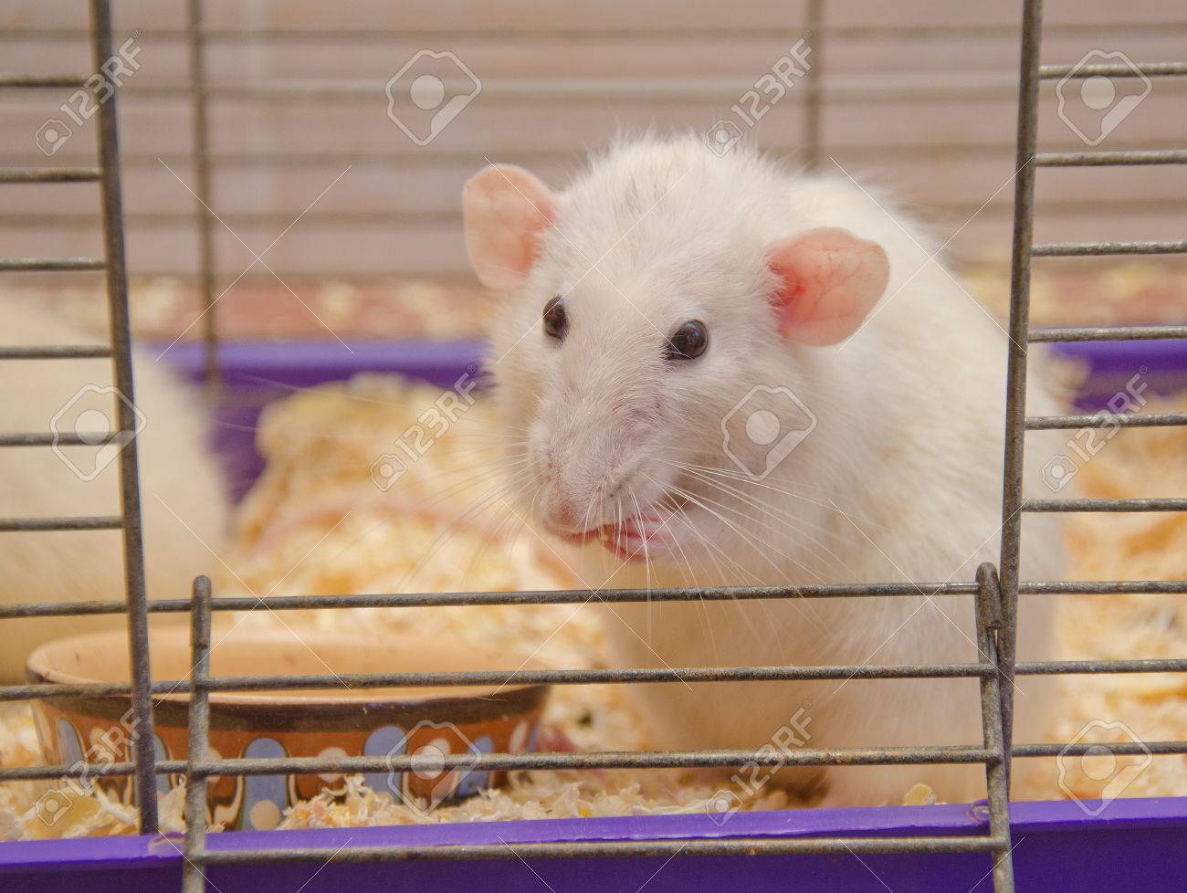 Cute Funny Big Eared Rat In A Cage Shallow Dof Selective Focus Stock Photo Picture And Royalty Free Image Image