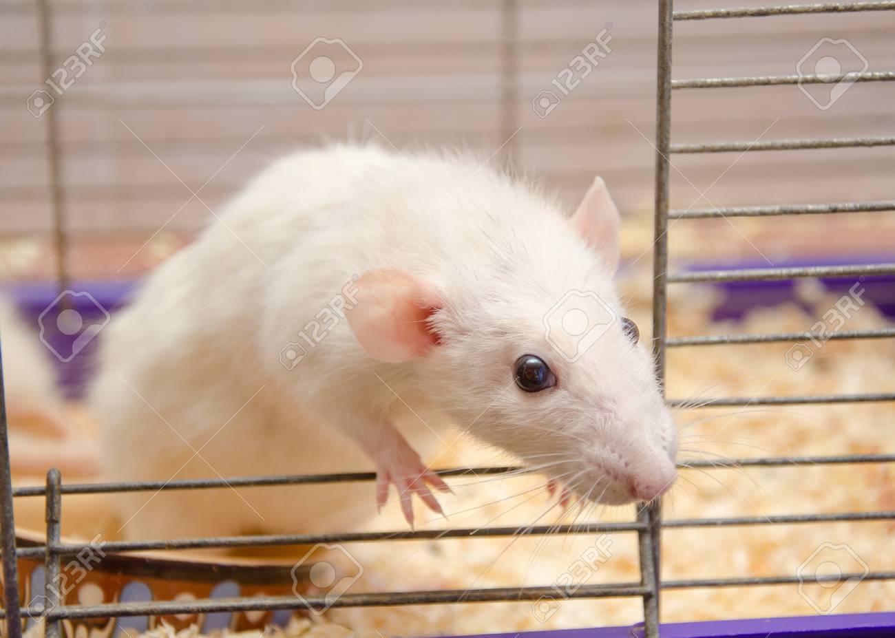white mice cage