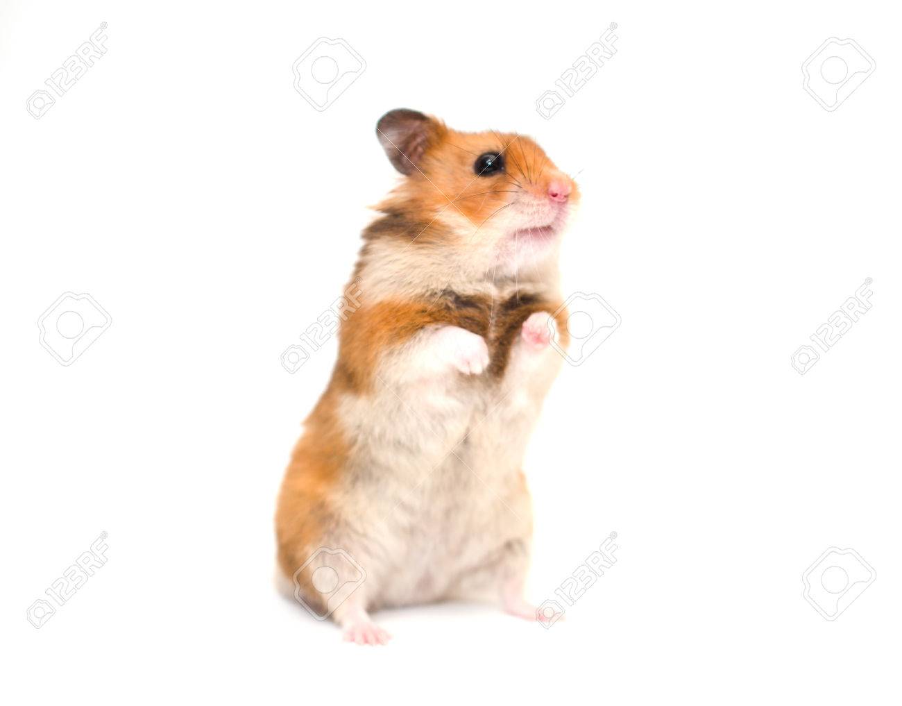 Premium AI Image  A hamster with long whiskers is standing on a