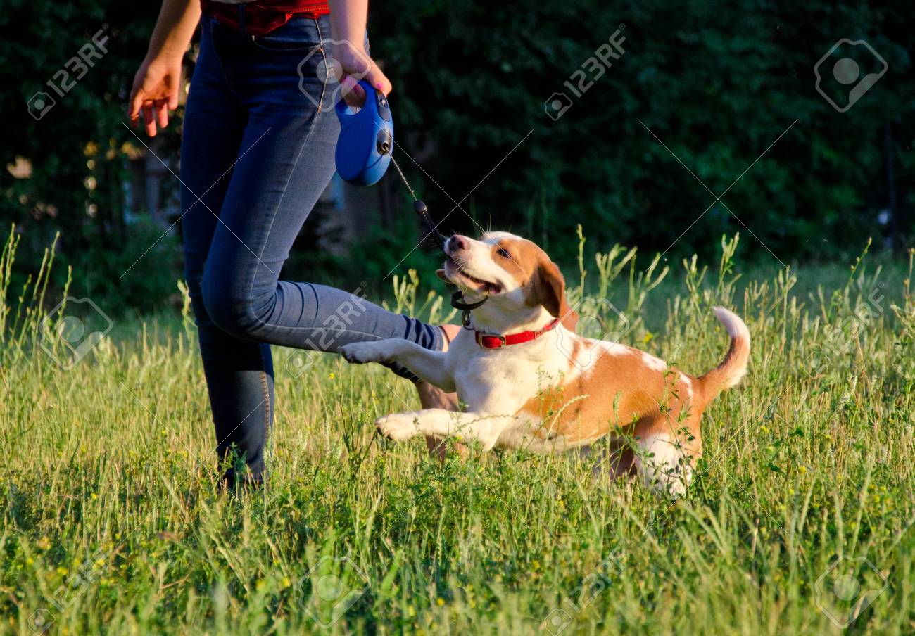 thundershirt petsmart