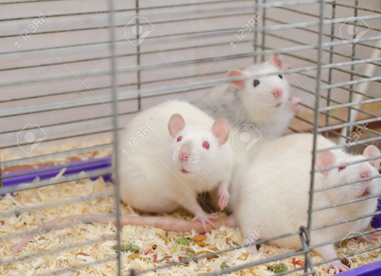Scared Laboratory Rats In A Cage 