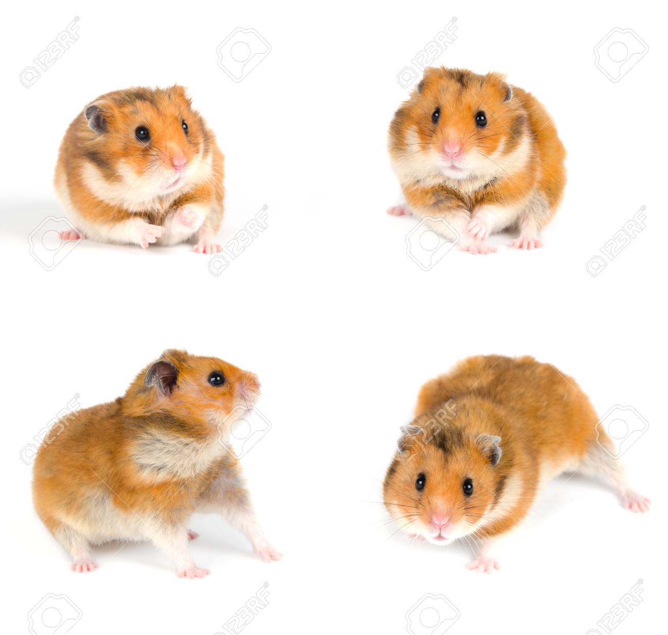 hamster o