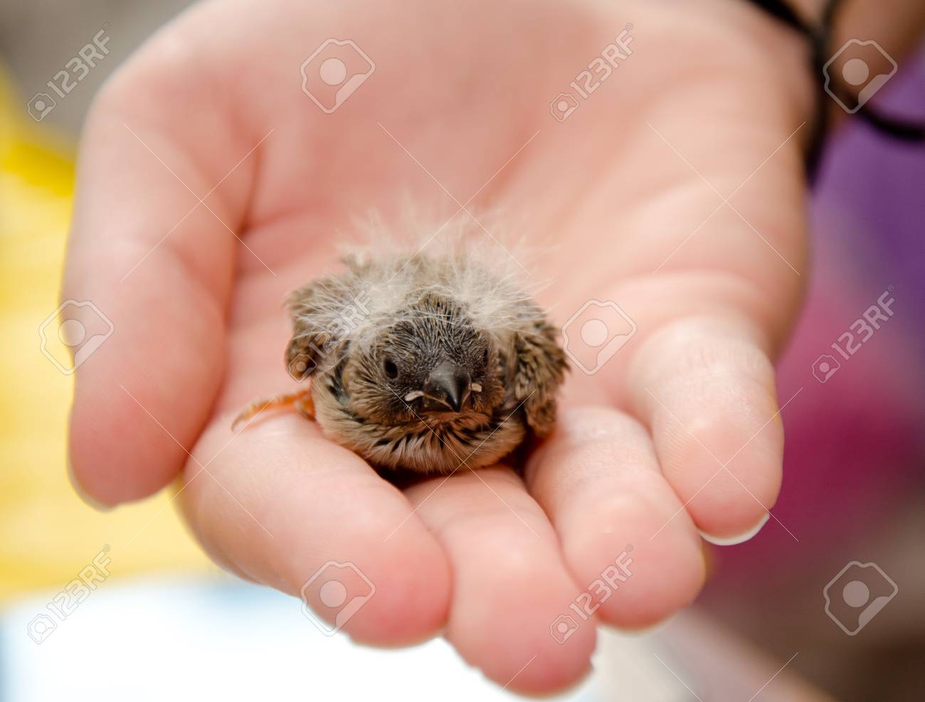 Pere Bebe Mignon Zebra Finch Sur Une Main Humaine Dof Peu Profond Avec Un Accent Selectif Sur La Tete D Oiseau Bebe Banque D Images Et Photos Libres De Droits Image