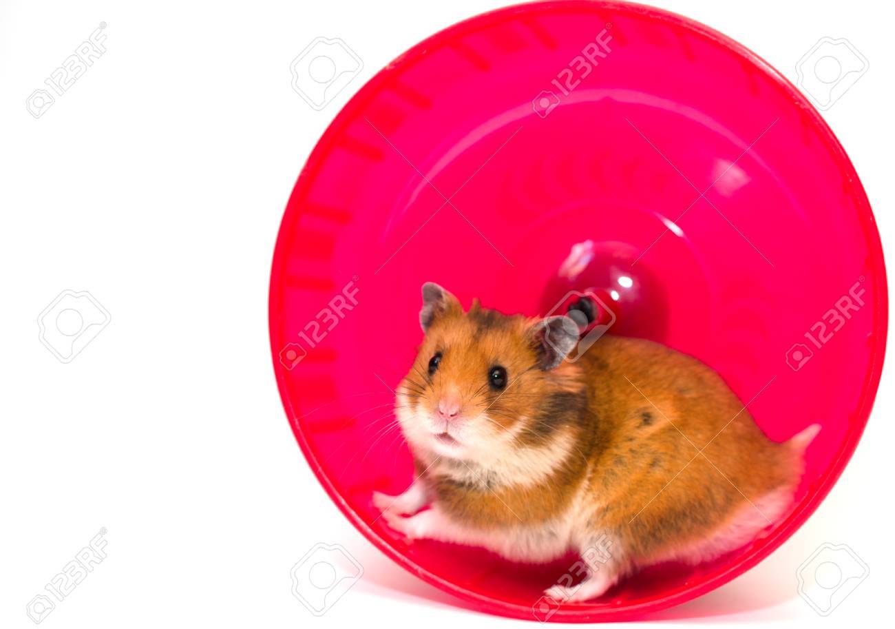 pink hamster wheel