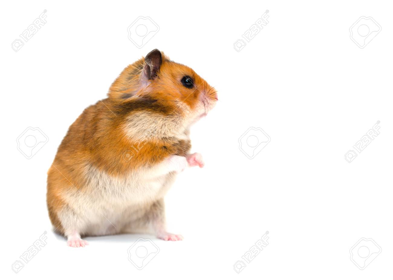 hamster stand