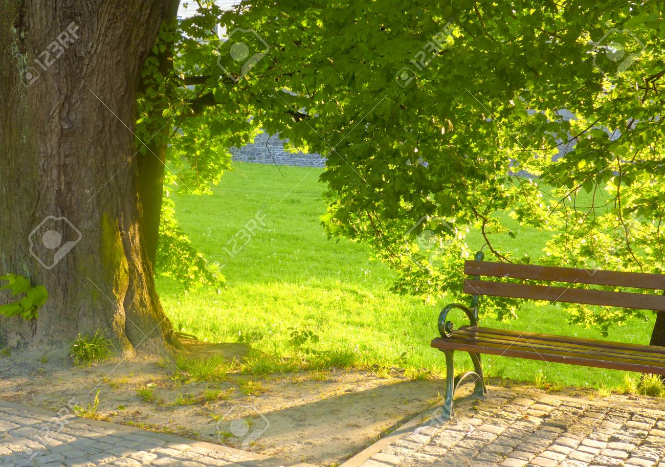 Sunlit Branch Of A Huge Tree Above A Bench In A Park Stock Photo Picture And Royalty Free Image Image 86107907