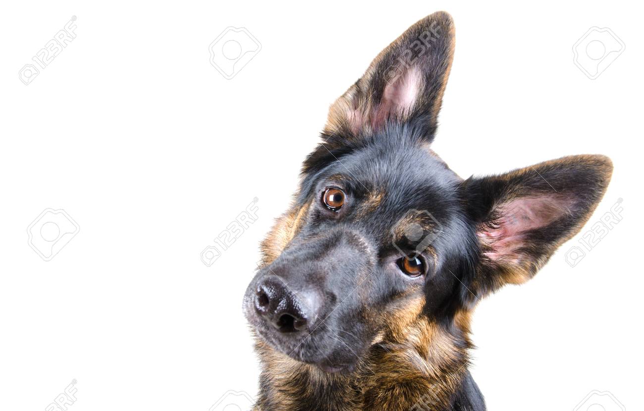 Cute German shepherd tilting its head (isolated on white, selective focus on the dog eyes), with copyspace on the left - 87336933 Cute German shepherd tilting its head (isolated on white, selective focus on the dog eyes), with copyspace on the left - 87336933