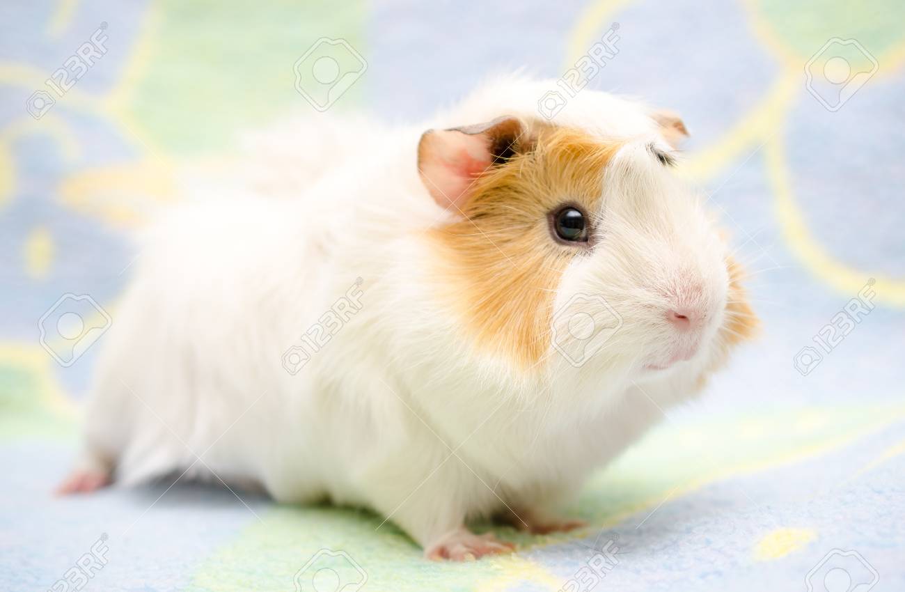 明るい背景 モルモットの鼻にセレクティブ フォーカス かわいいモルモット の写真素材 画像素材 Image 明るい背景 モルモットの鼻にセレクティブ フォーカス かわいいモルモット の写真素材 画像素材 Image