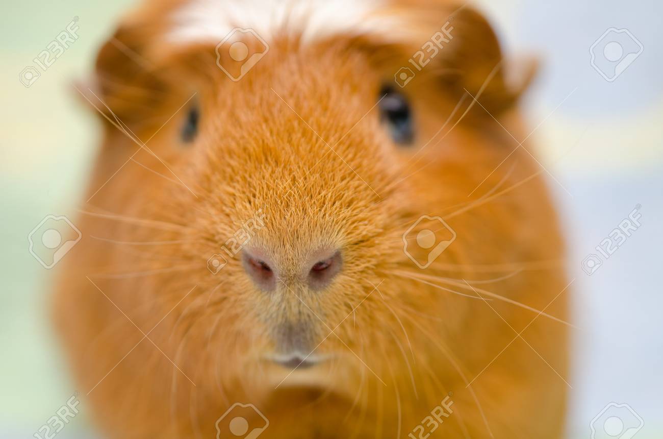 Portrait D Un Mignon Petit Cochon D Inde Sur Un Fond Clair Mise Au Point Selective Sur Le Nez De Cochon D Inde Banque D Images Et Photos Libres De Droits Image