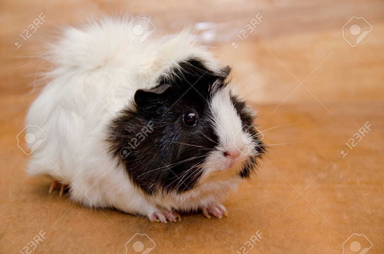 White Abyssinian Guinea Pig Against 