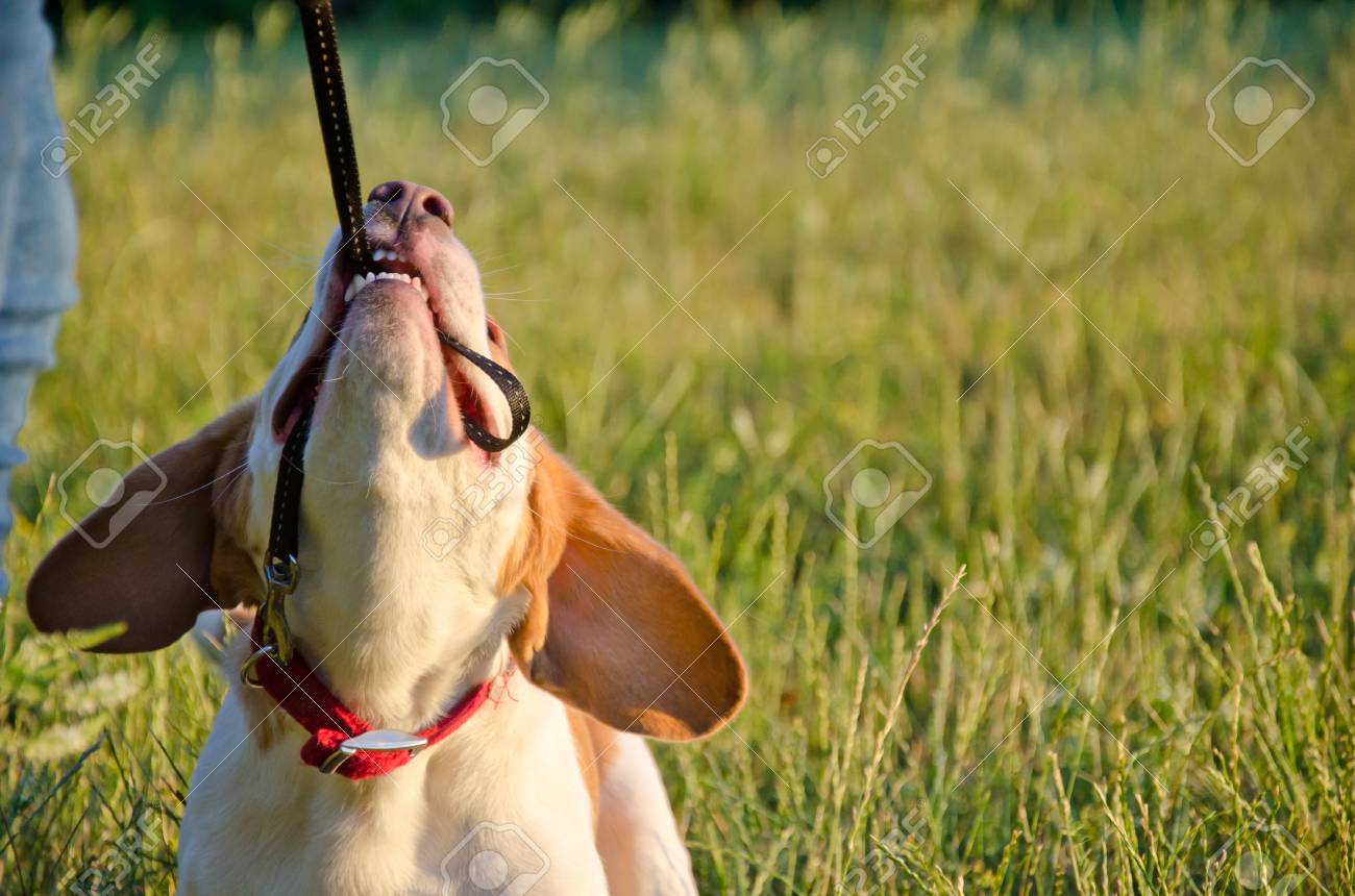 beagle pulling on leash