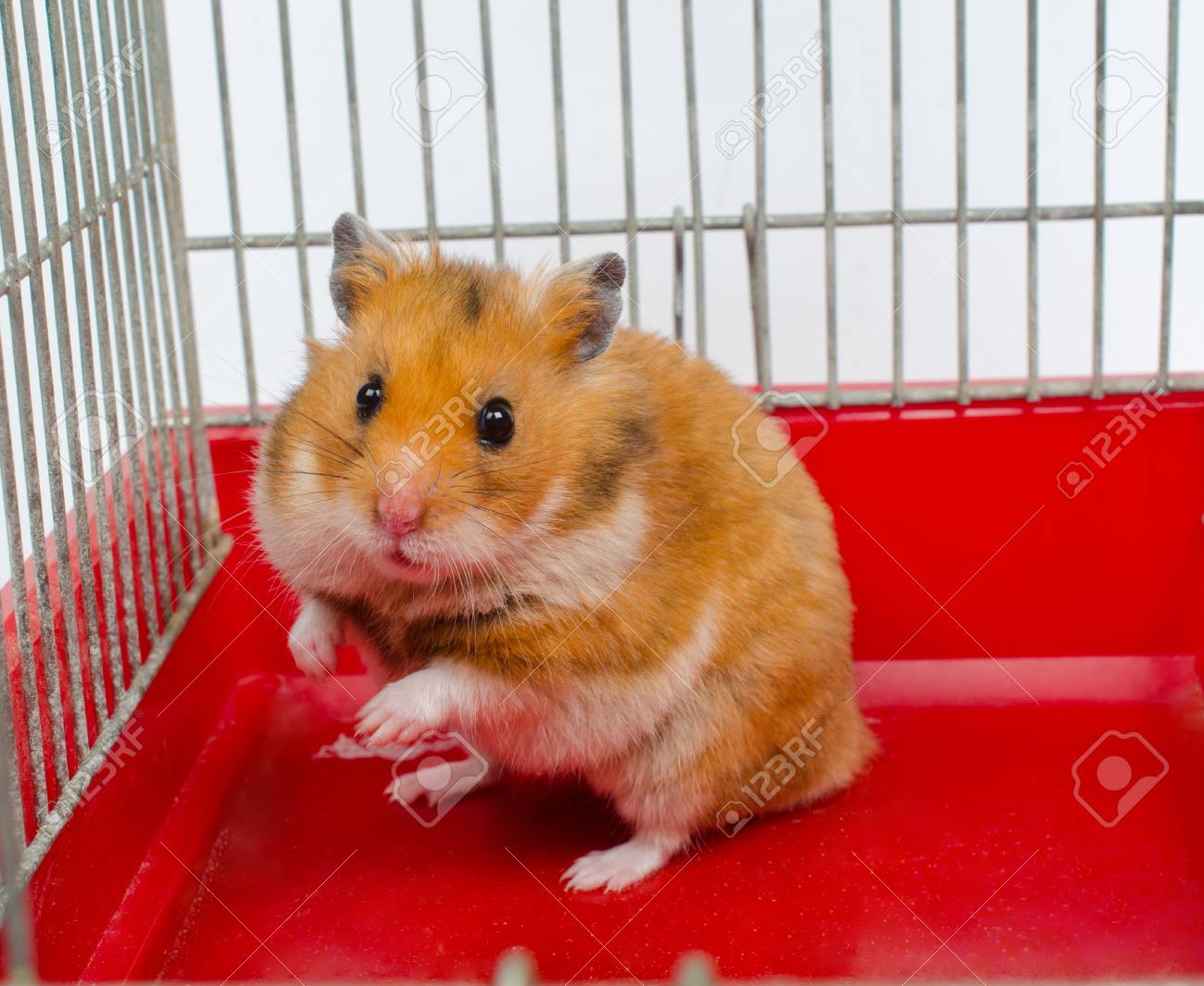 Avoir Images Mignon Hamster Drole Drole Assis Dans Une Cage Banque D Images Et actualisé salutations