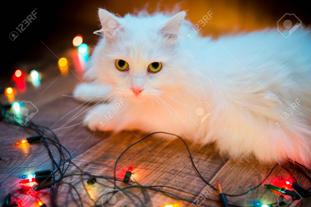 white cat christmas