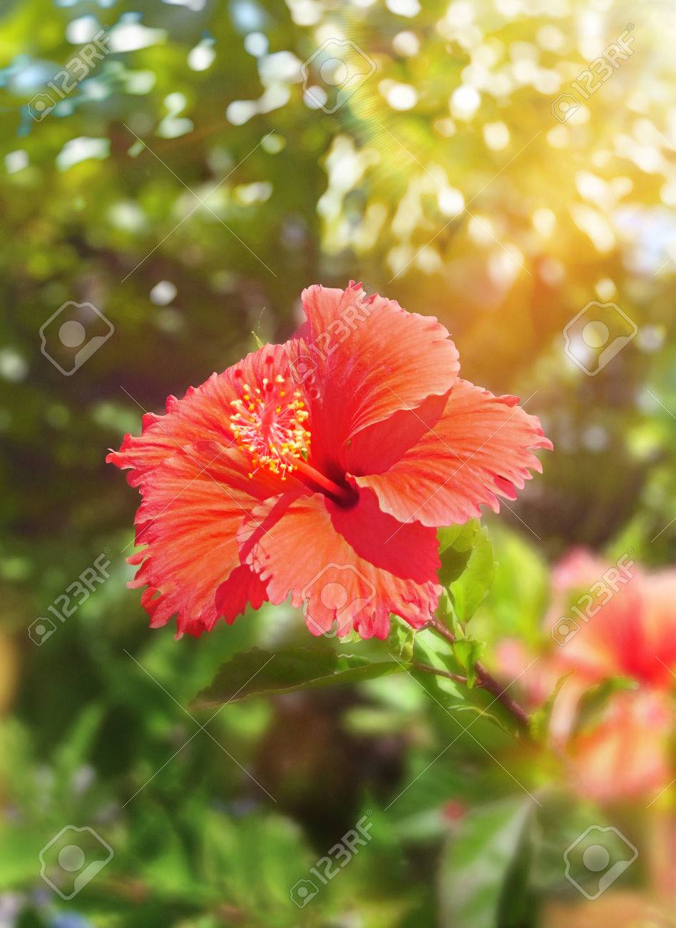 日本の沖縄のビーチに咲くハイビスカスの花 の写真素材 画像素材 Image